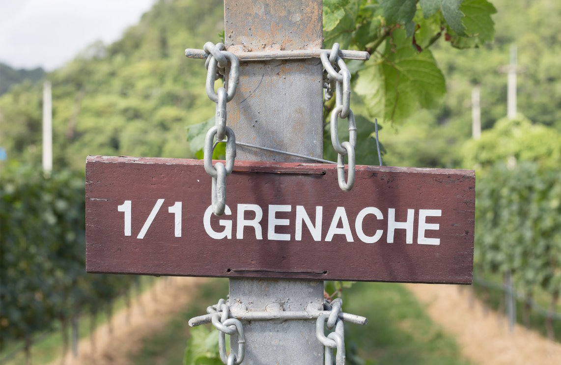 Grenache Grapes